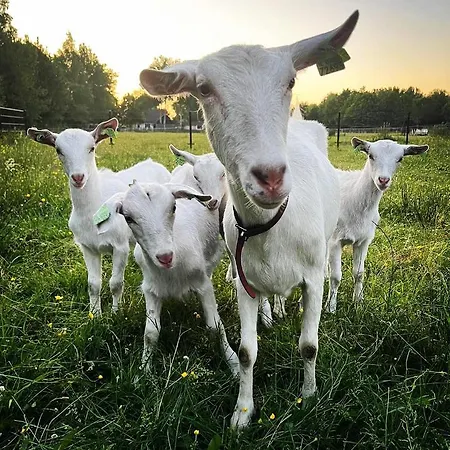 Pipowagens Bij Pannenkoekenrestaurant & Camping De Koppenjan 'Een Uniek Verblijf Met Kinderspeelboerderij' Jubbega-Schurega Exterior foto