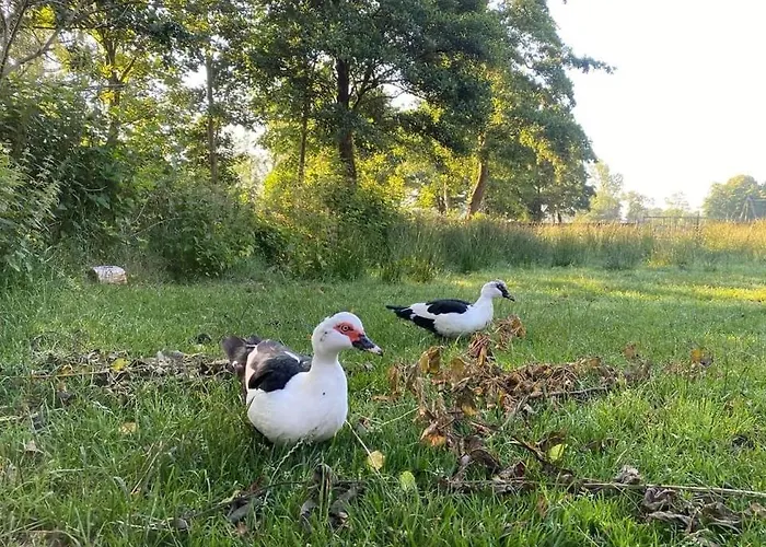 Pipowagens Bij Pannenkoekenrestaurant & Camping De Koppenjan \'Een Uniek Verblijf Met Kinderspeelboerderij\'