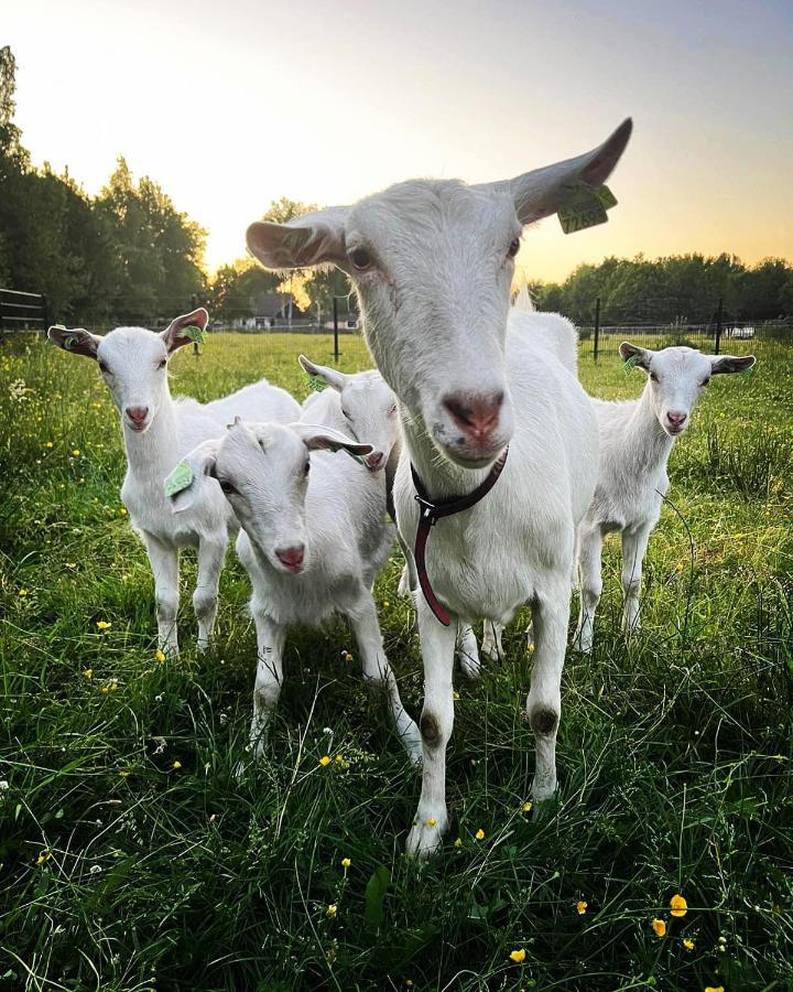 Pipowagens Bij Pannenkoekenrestaurant & De Koppenjan 'een Uniek Met Kinderspeelboerderij' Campingplatz